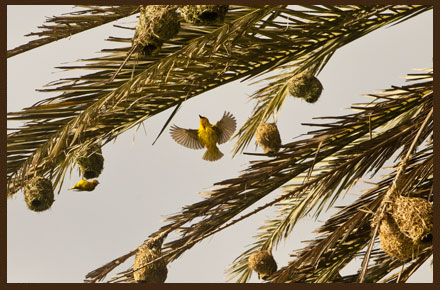 Doornfontein Farm Birds Nesting