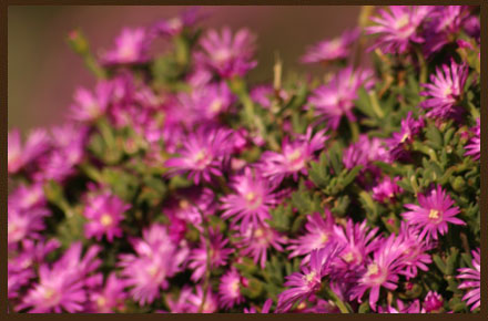Doornfontein Farm Flowers